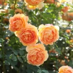 Lady of Shalott Rose Plant
