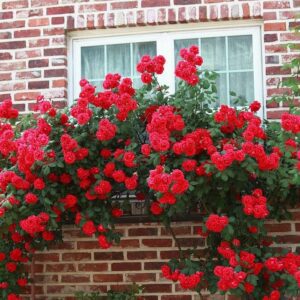 Don Juan Red Creeper (Climber) Rose