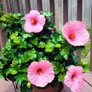 Baby Pink Hibiscus Plant