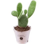 Cactus Plant at Bagwaan