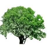 garden Tree at bagwaan