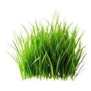 grass on Bagwaan